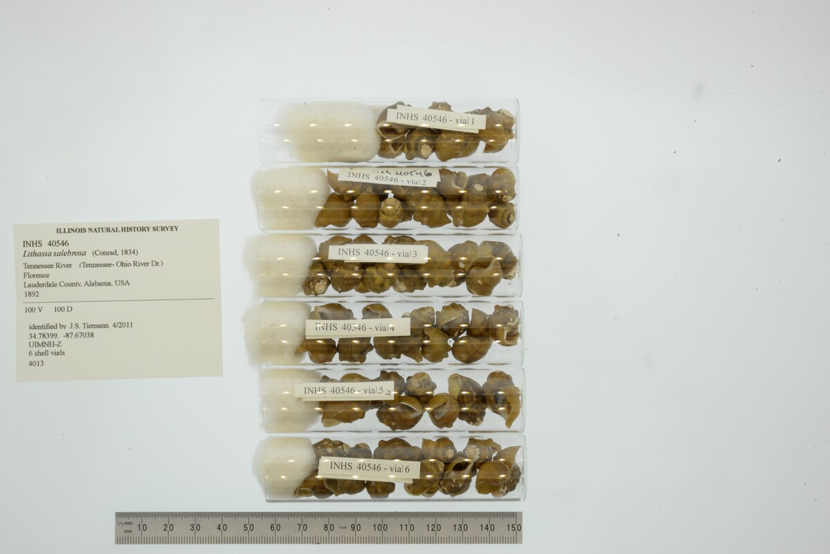 Lithasia salebrosa image