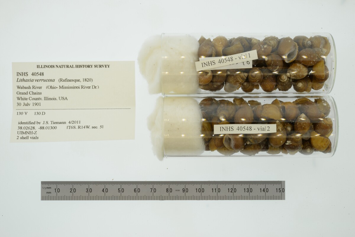 Lithasia verrucosa image