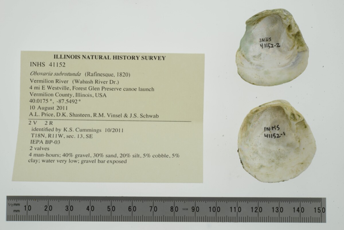 Obovaria subrotunda image