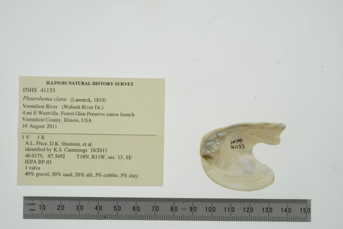 Pleurobema clava image