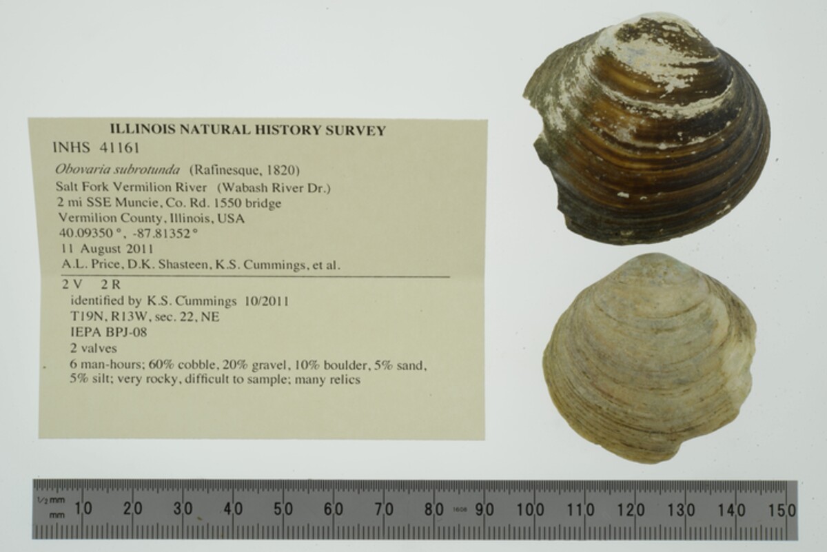 Obovaria subrotunda image