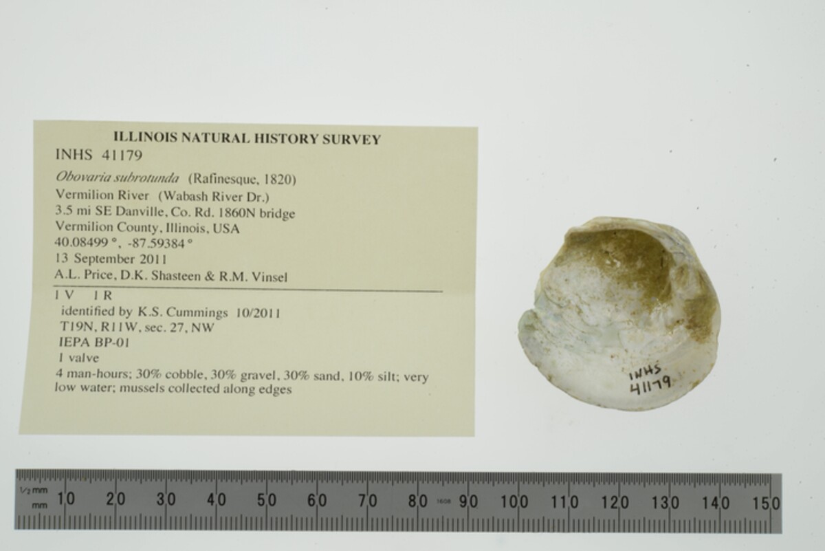 Obovaria subrotunda image