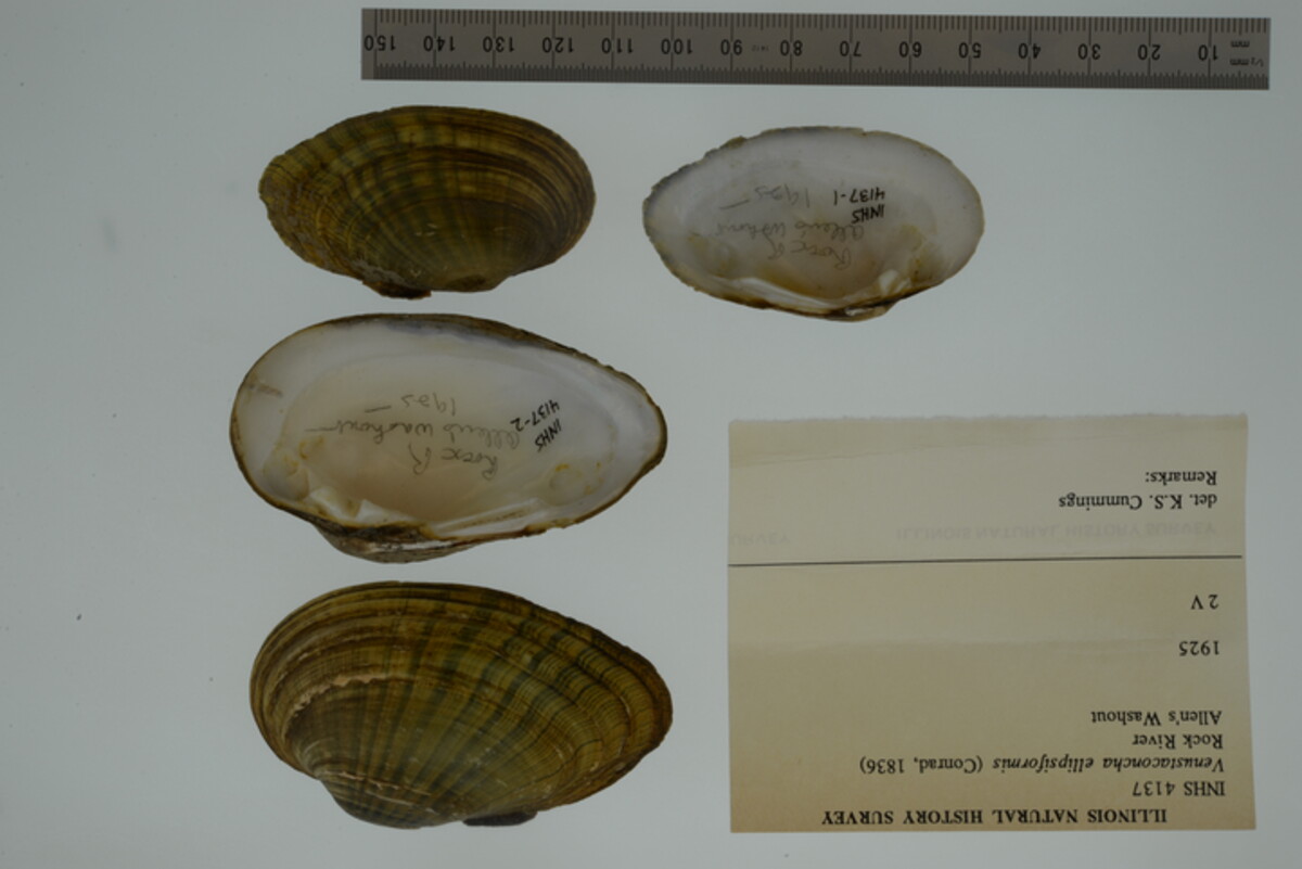 Venustaconcha ellipsiformis image