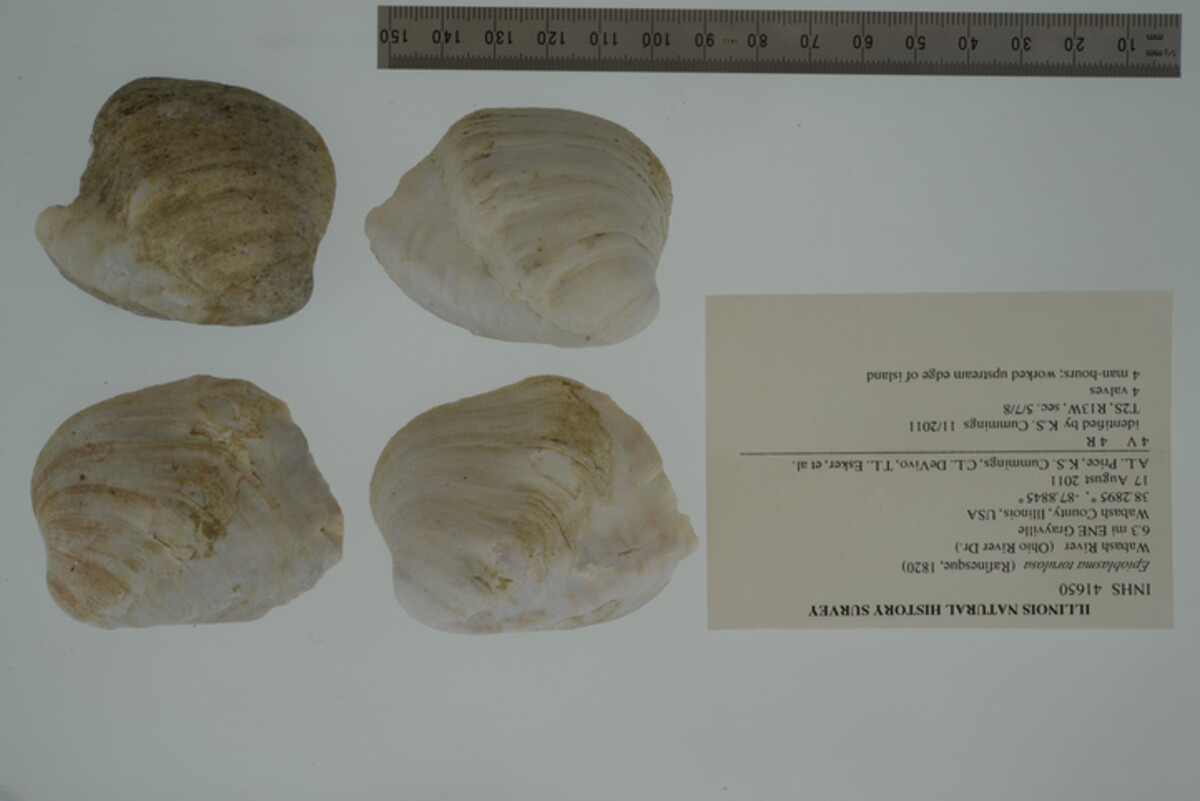 Epioblasma torulosa image