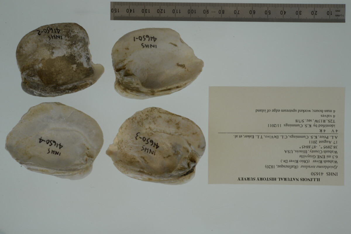 Epioblasma torulosa image