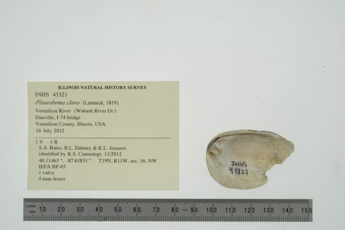 Pleurobema clava image