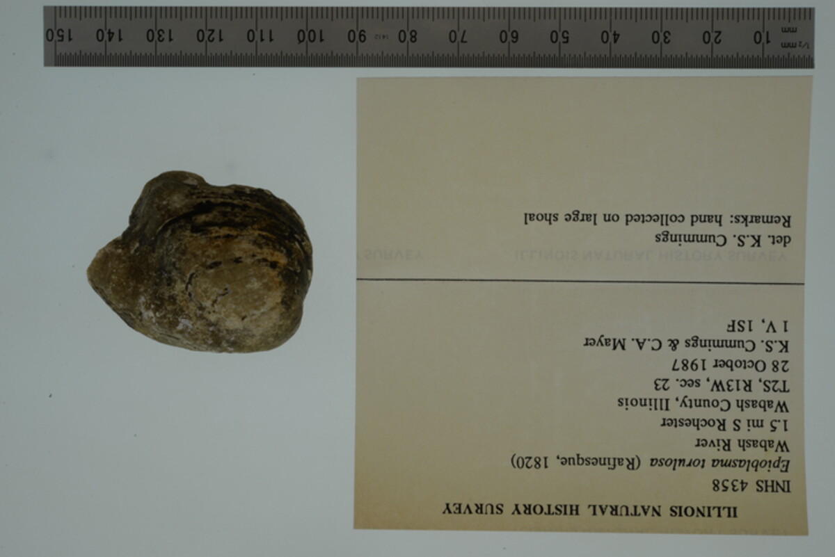 Epioblasma torulosa image