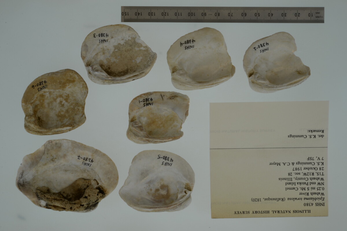 Epioblasma torulosa image