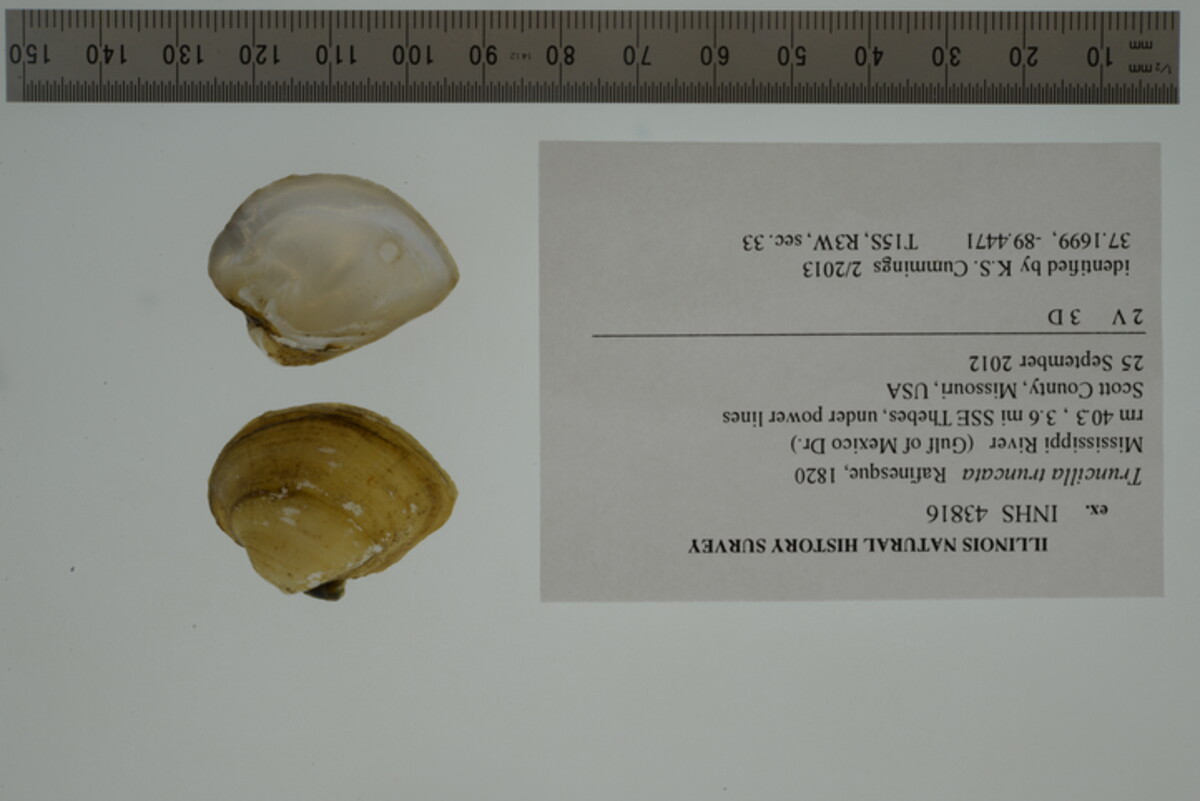 Truncilla truncata image