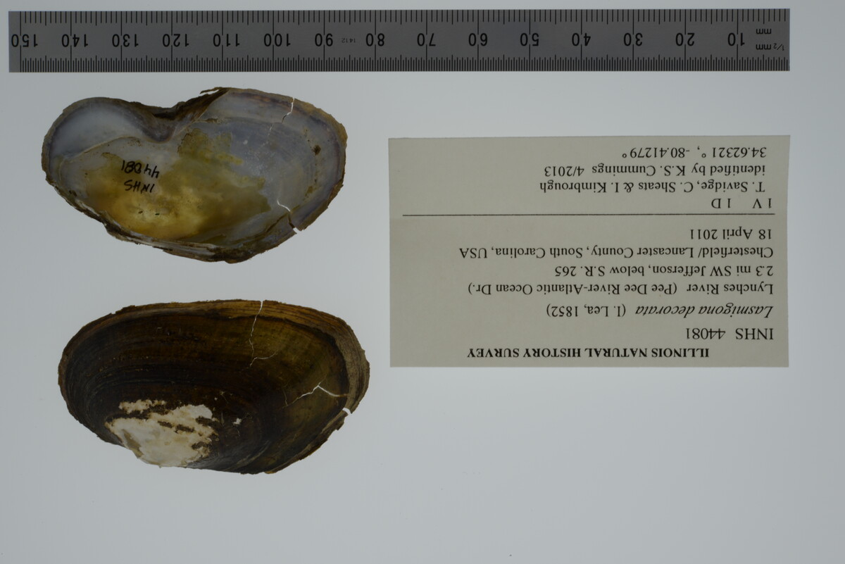 Lasmigona decorata image