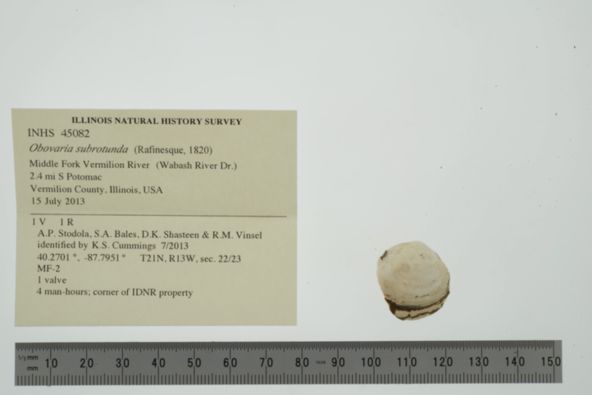 Obovaria subrotunda image