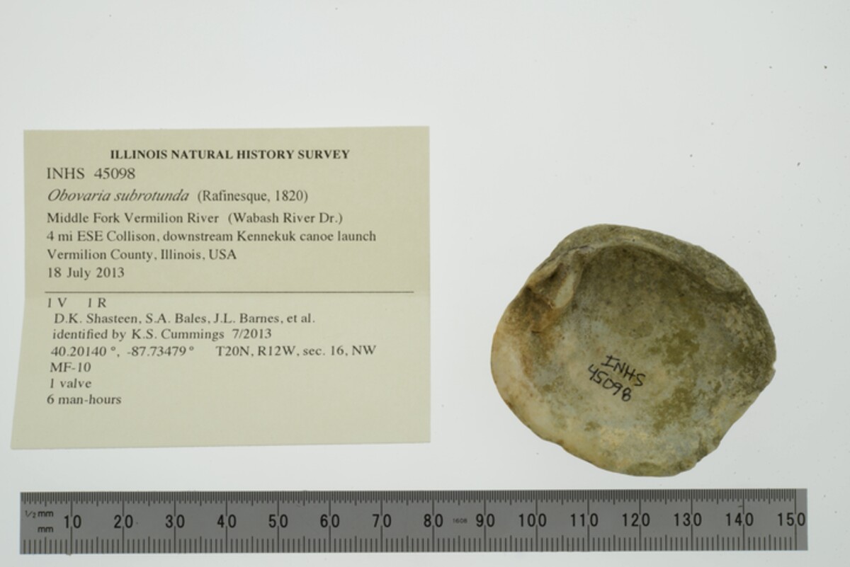 Obovaria subrotunda image