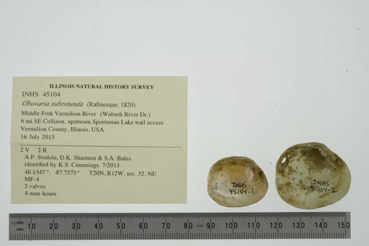 Obovaria subrotunda image