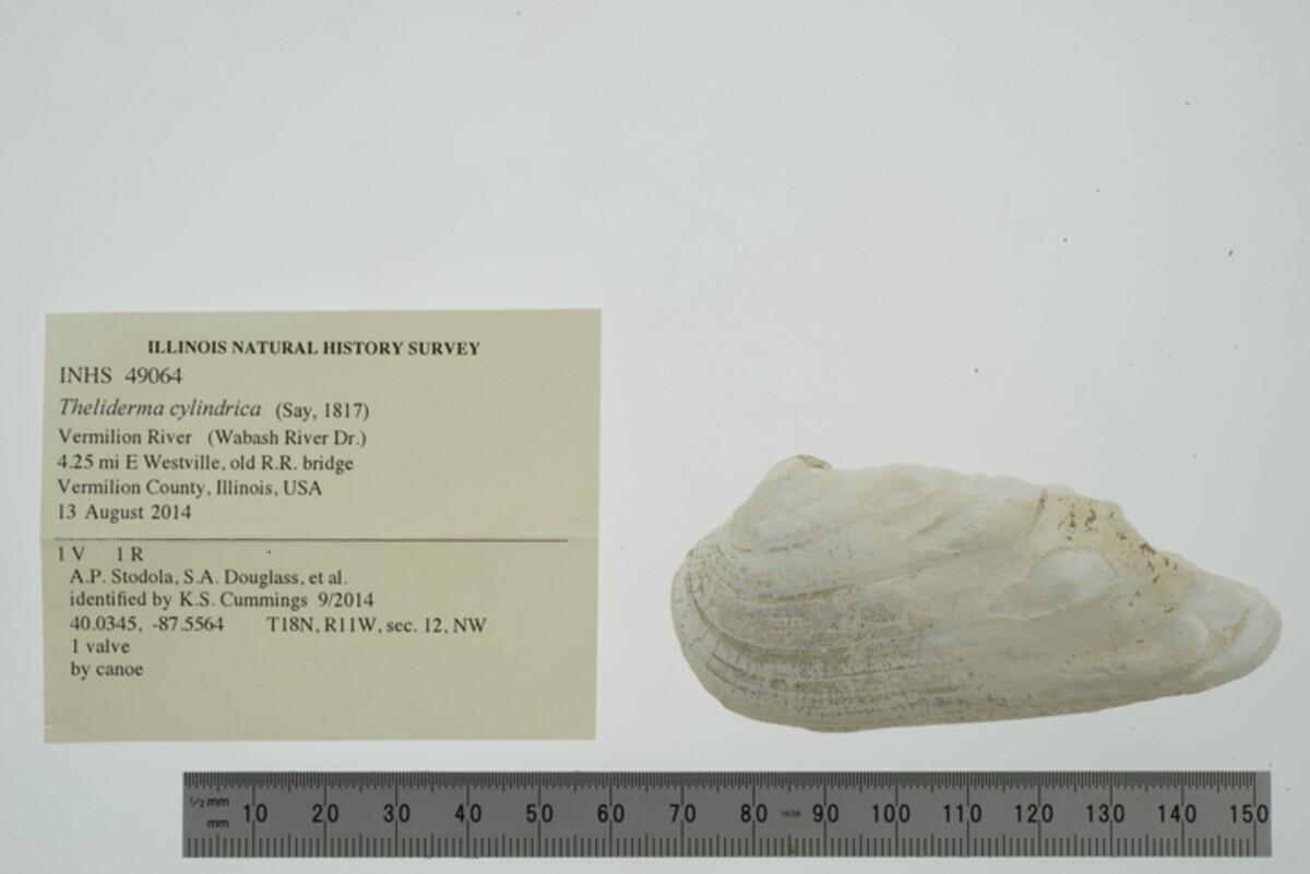 Theliderma image