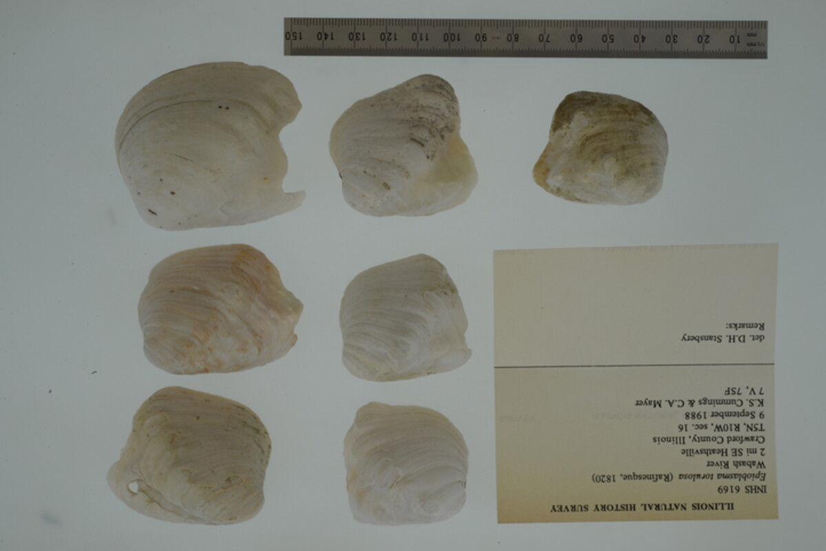 Epioblasma torulosa image