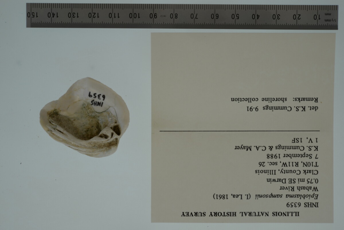 Epioblasma sampsonii image