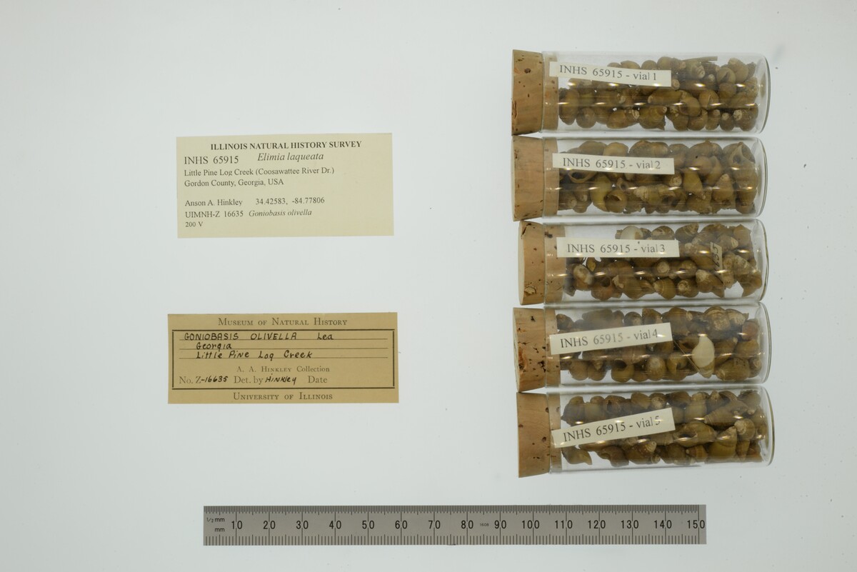 Elimia laqueata image