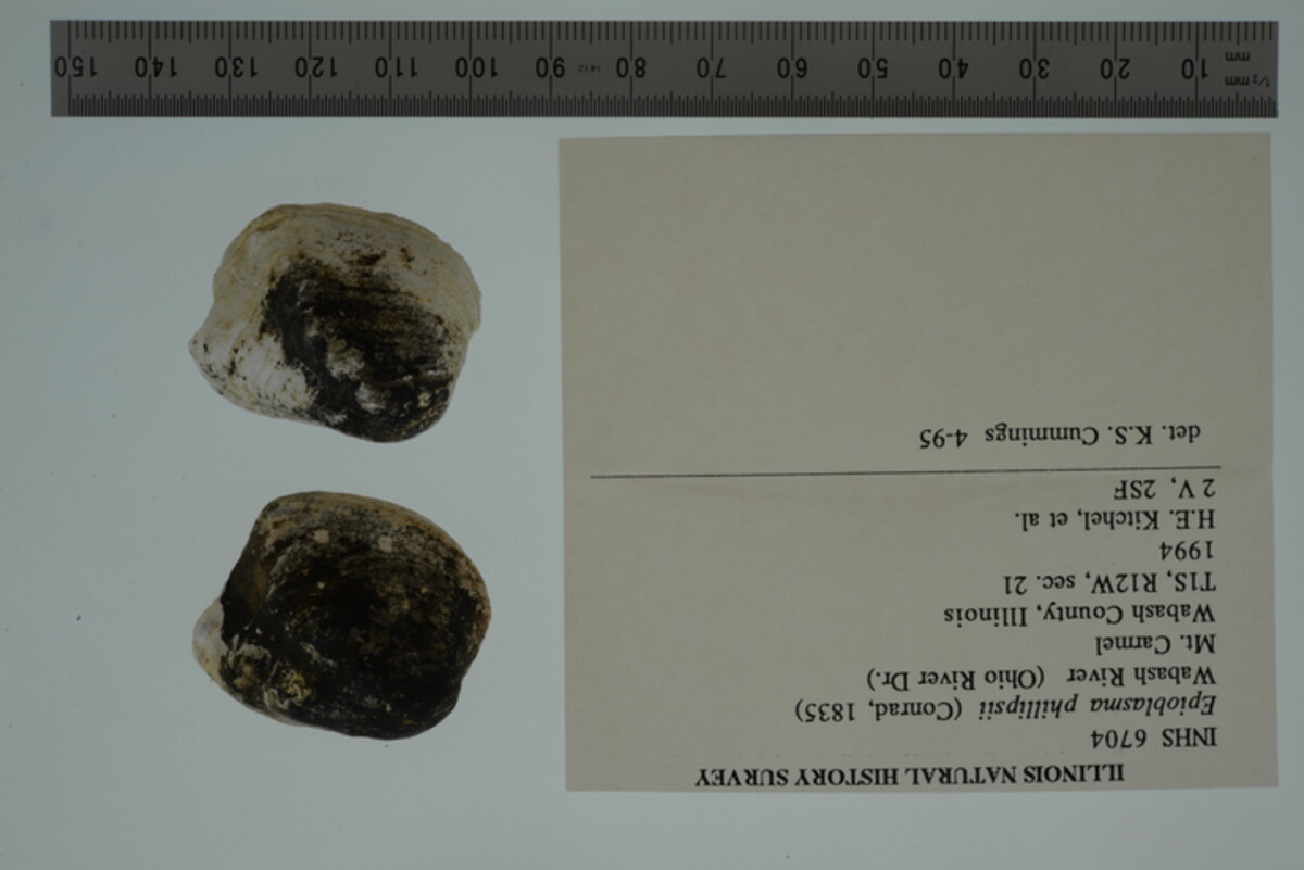 Epioblasma cincinnatiensis image