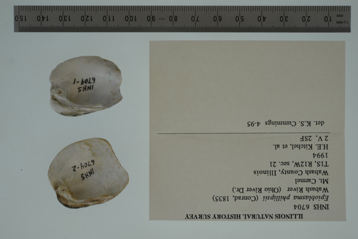 Epioblasma cincinnatiensis image