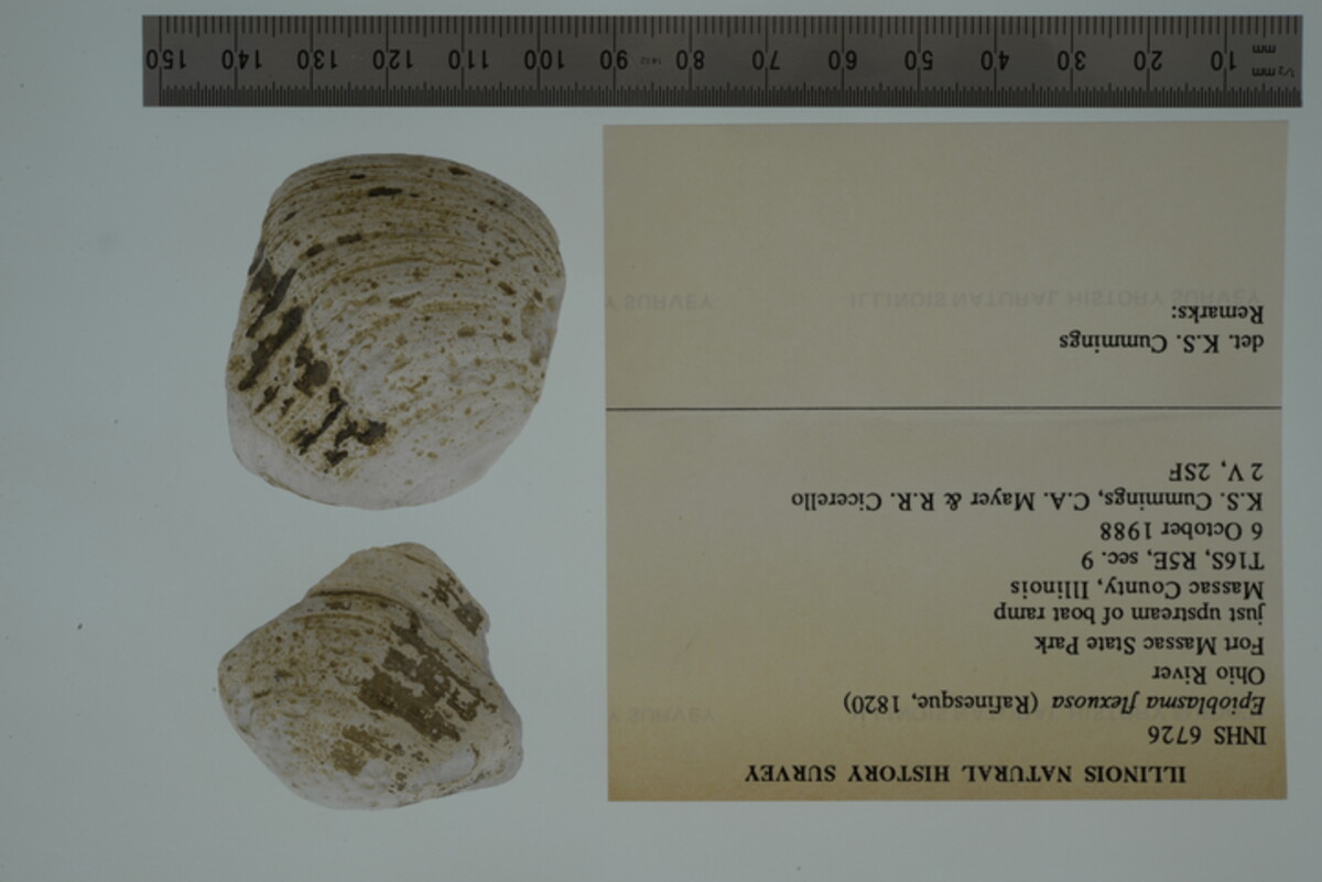 Epioblasma flexuosa image