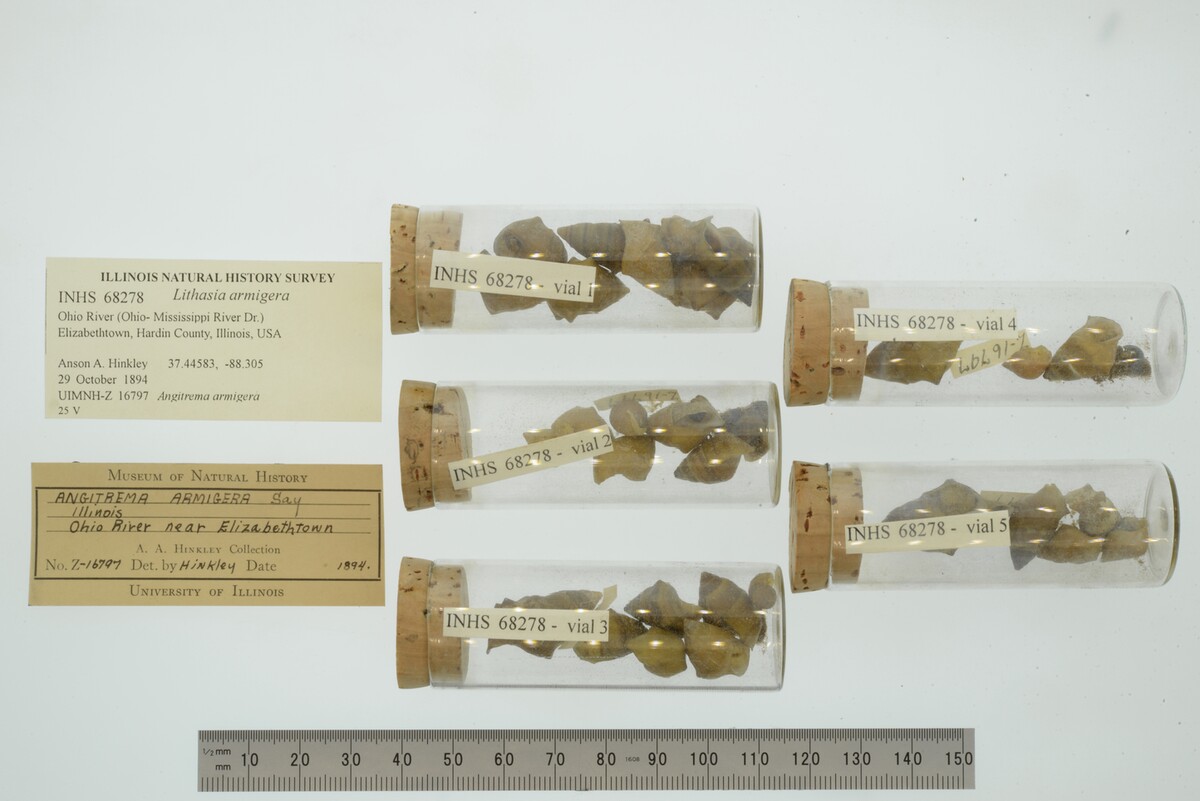 Lithasia armigera image