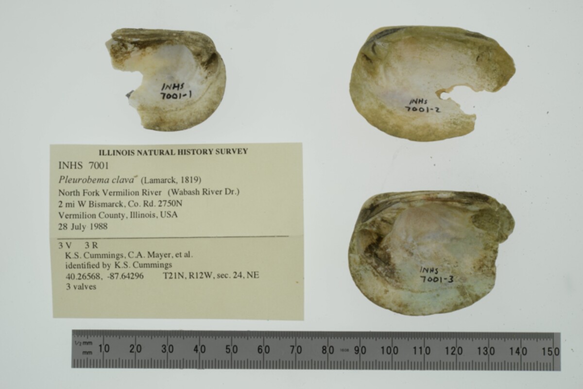 Pleurobema clava image