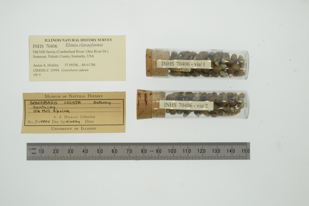 Elimia clavaeformis image