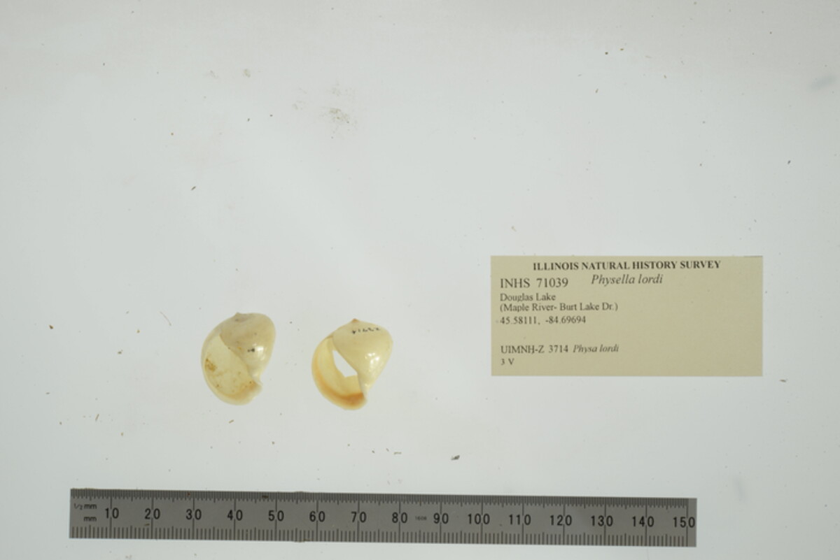 Physella lordi image