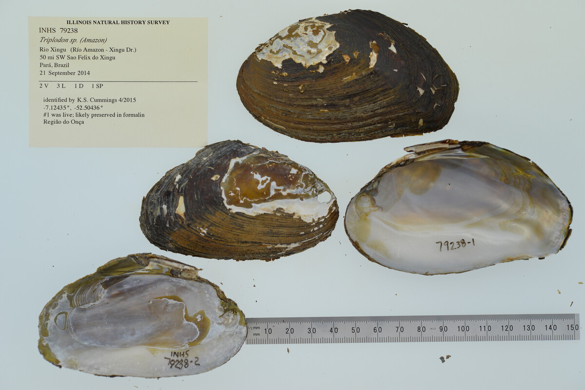 Achatinellidae image