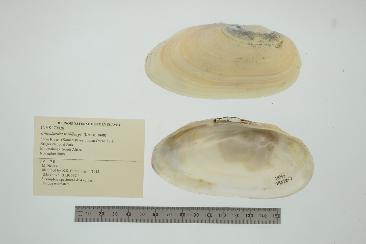 Chambardia wahlbergi image