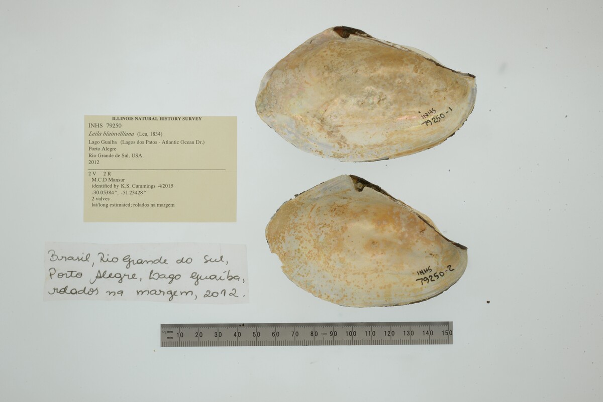 Leila blainvilliana image