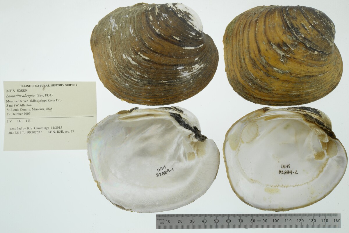 Lampsilis abrupta image