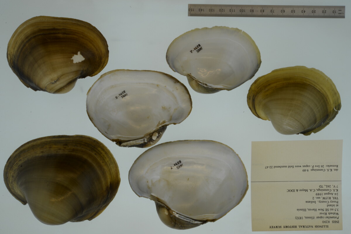 Potamilus capax image