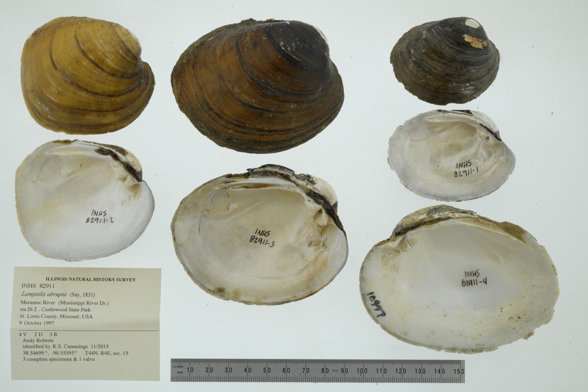 Lampsilis abrupta image