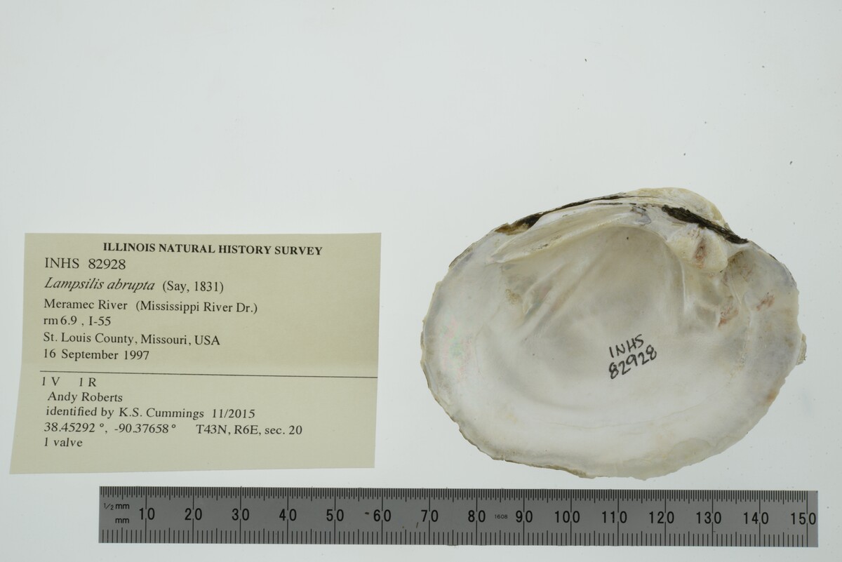 Lampsilis abrupta image