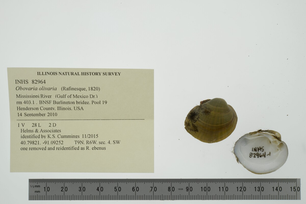 Obovaria olivaria image