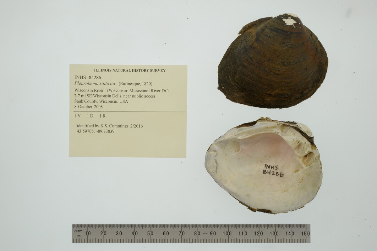 Pleurobema image