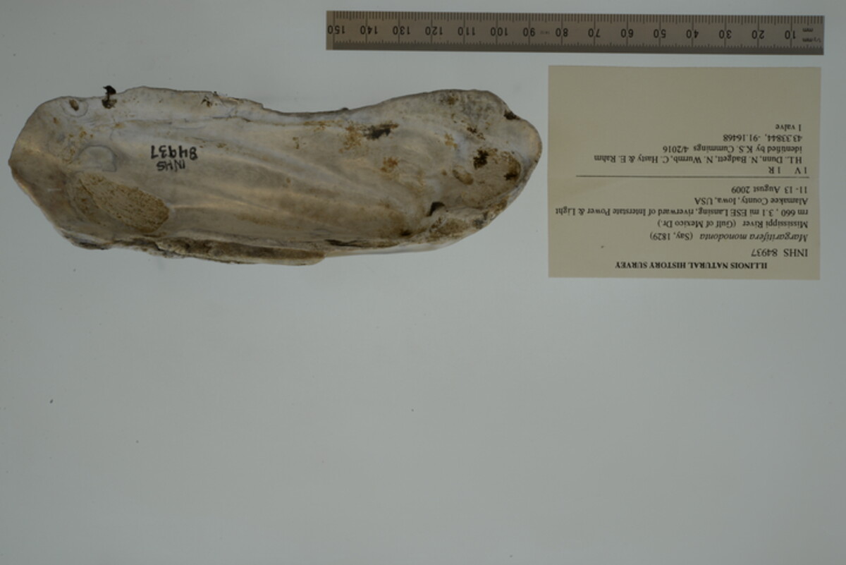 Margaritifera monodonta image