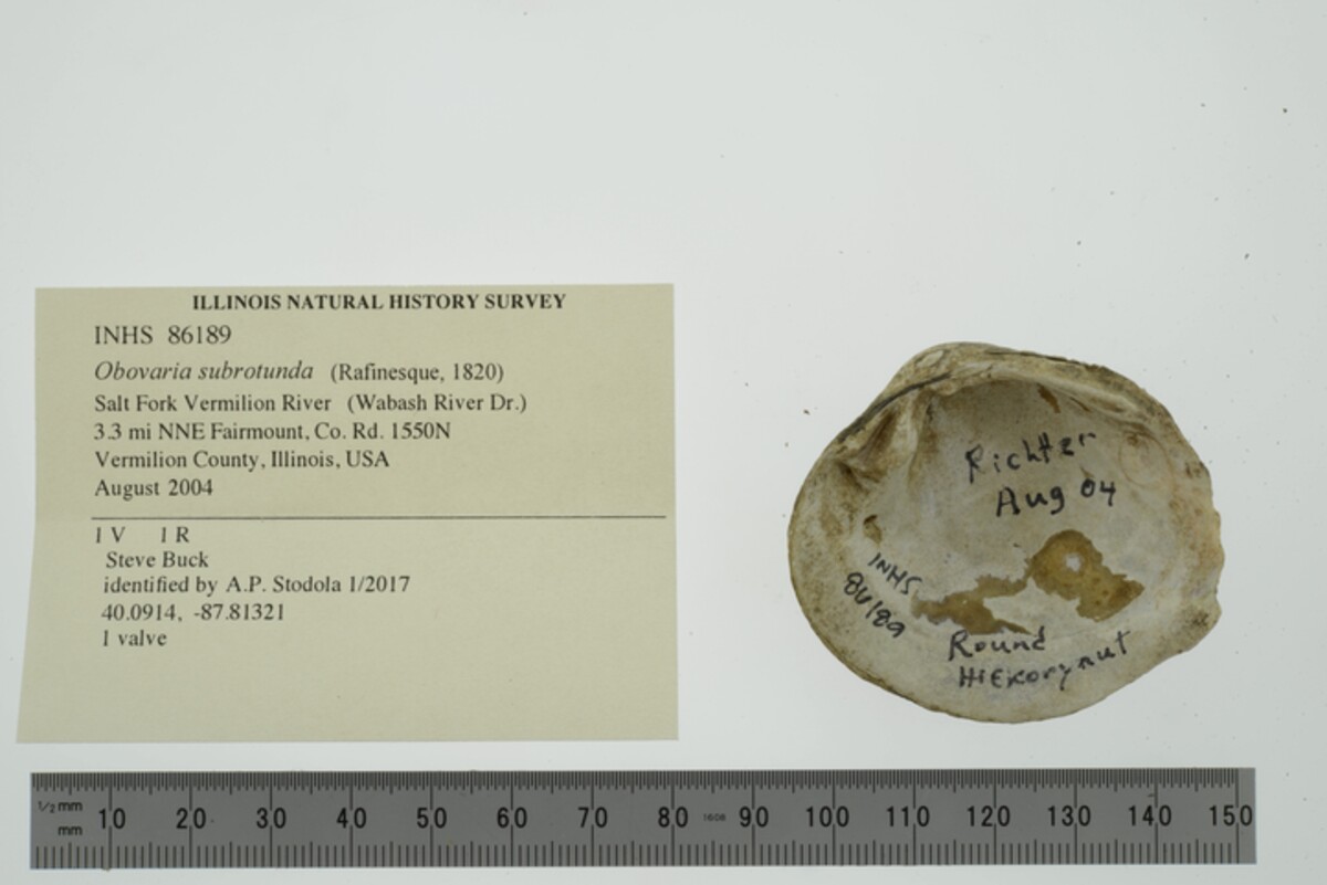 Obovaria subrotunda image