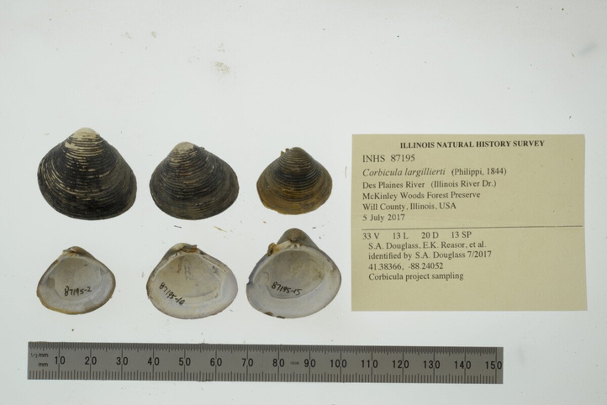 Corbicula largillierti image