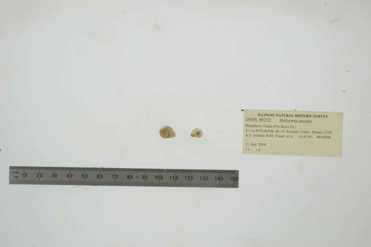 Helisoma anceps image