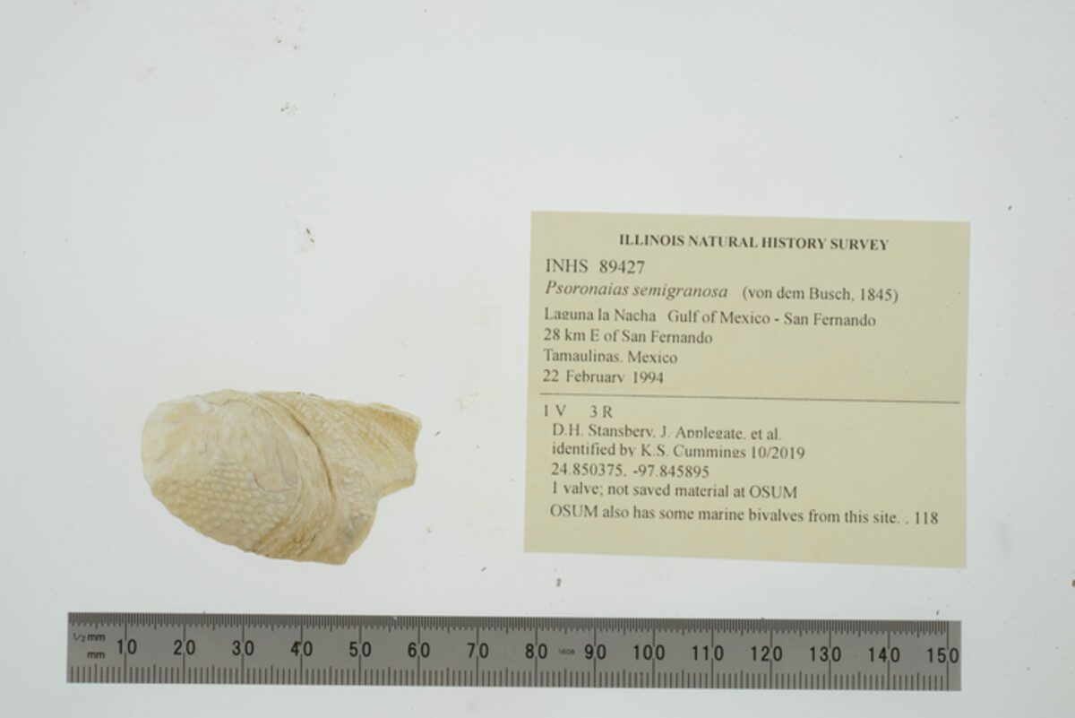 Psoronaias semigranosa image