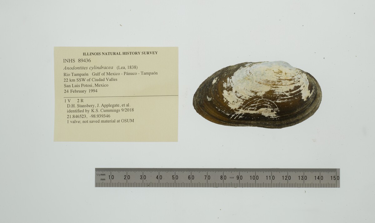 Anodontites cylindracea image