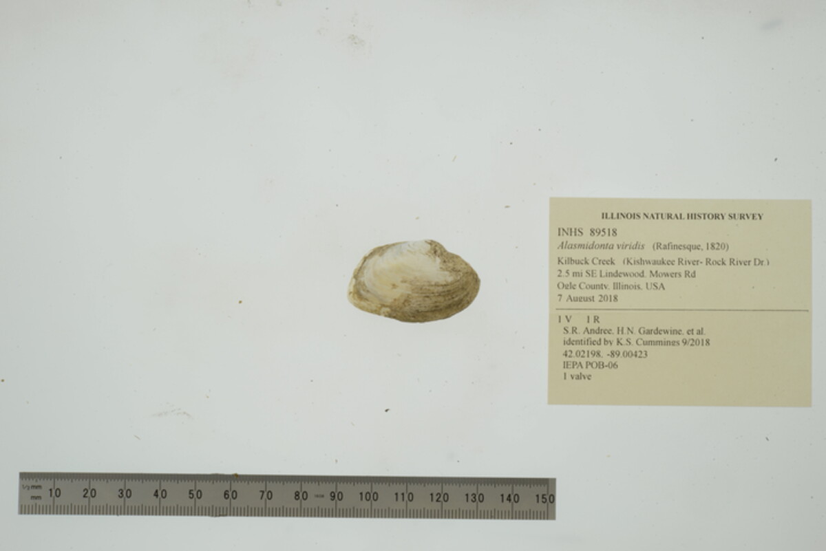 Alasmidonta image