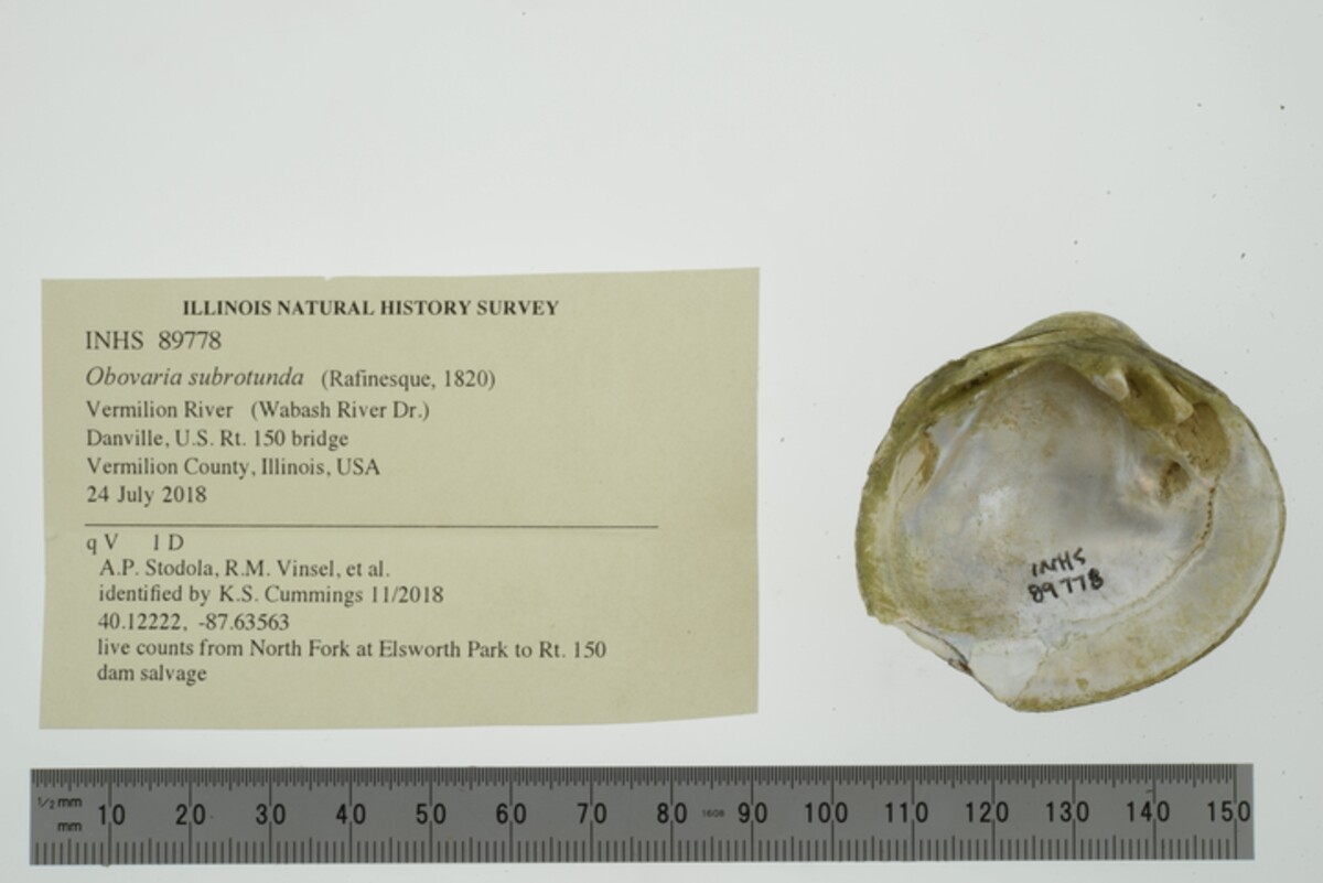 Obovaria subrotunda image