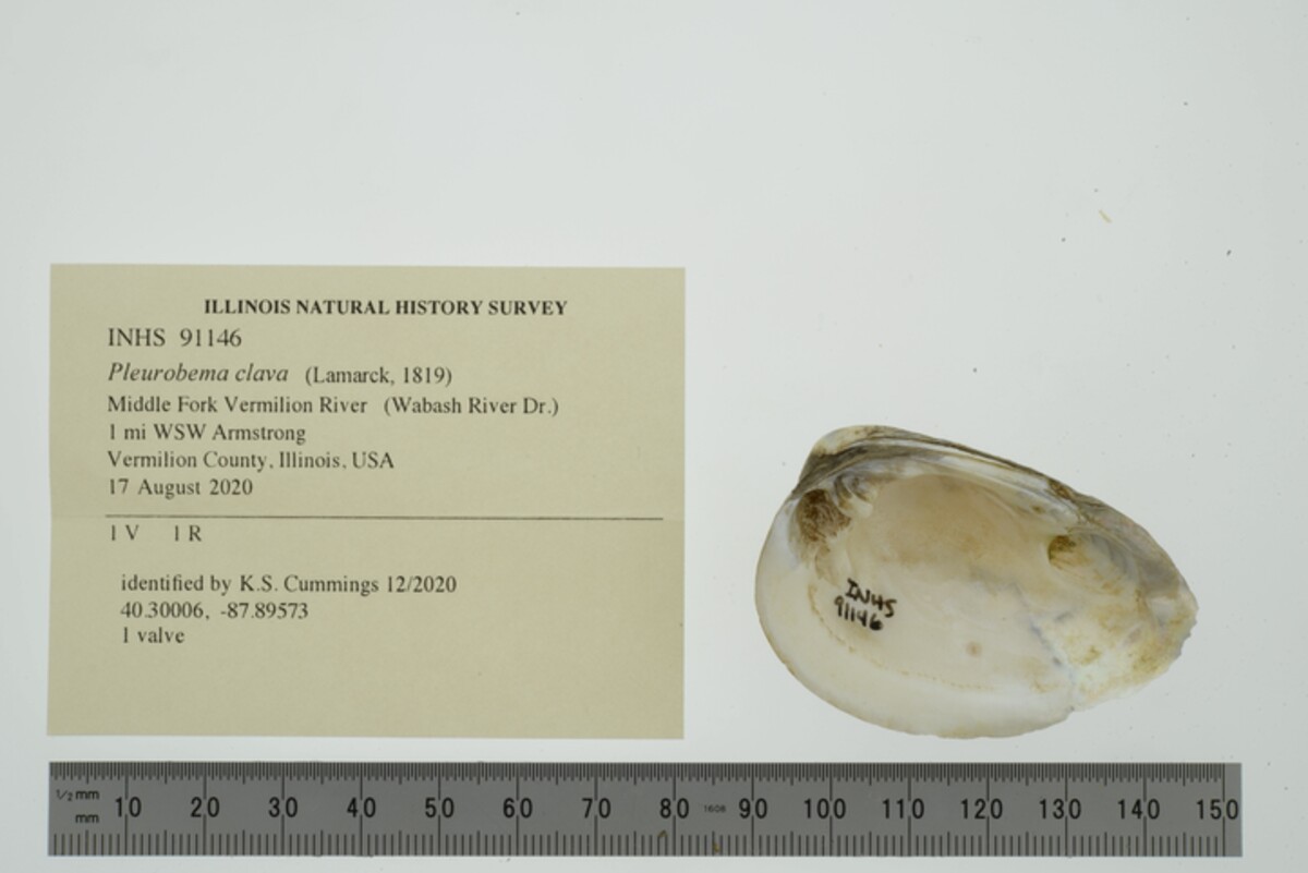 Pleurobema clava image