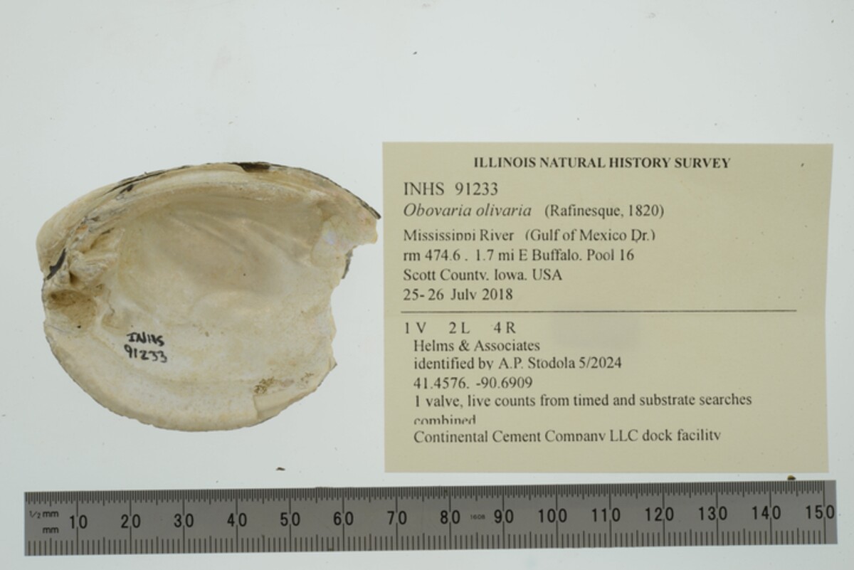 Obovaria olivaria image