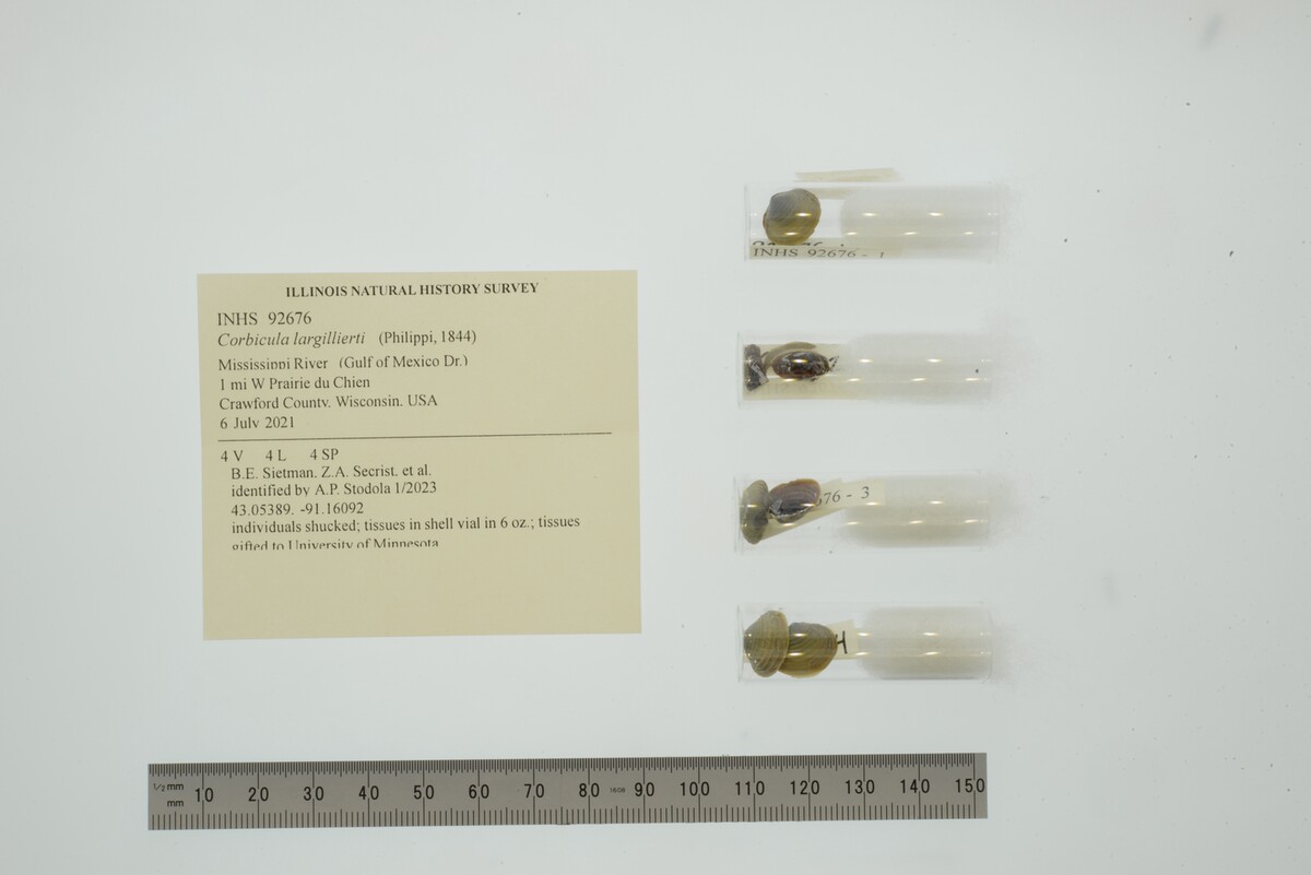 Corbicula largillierti image