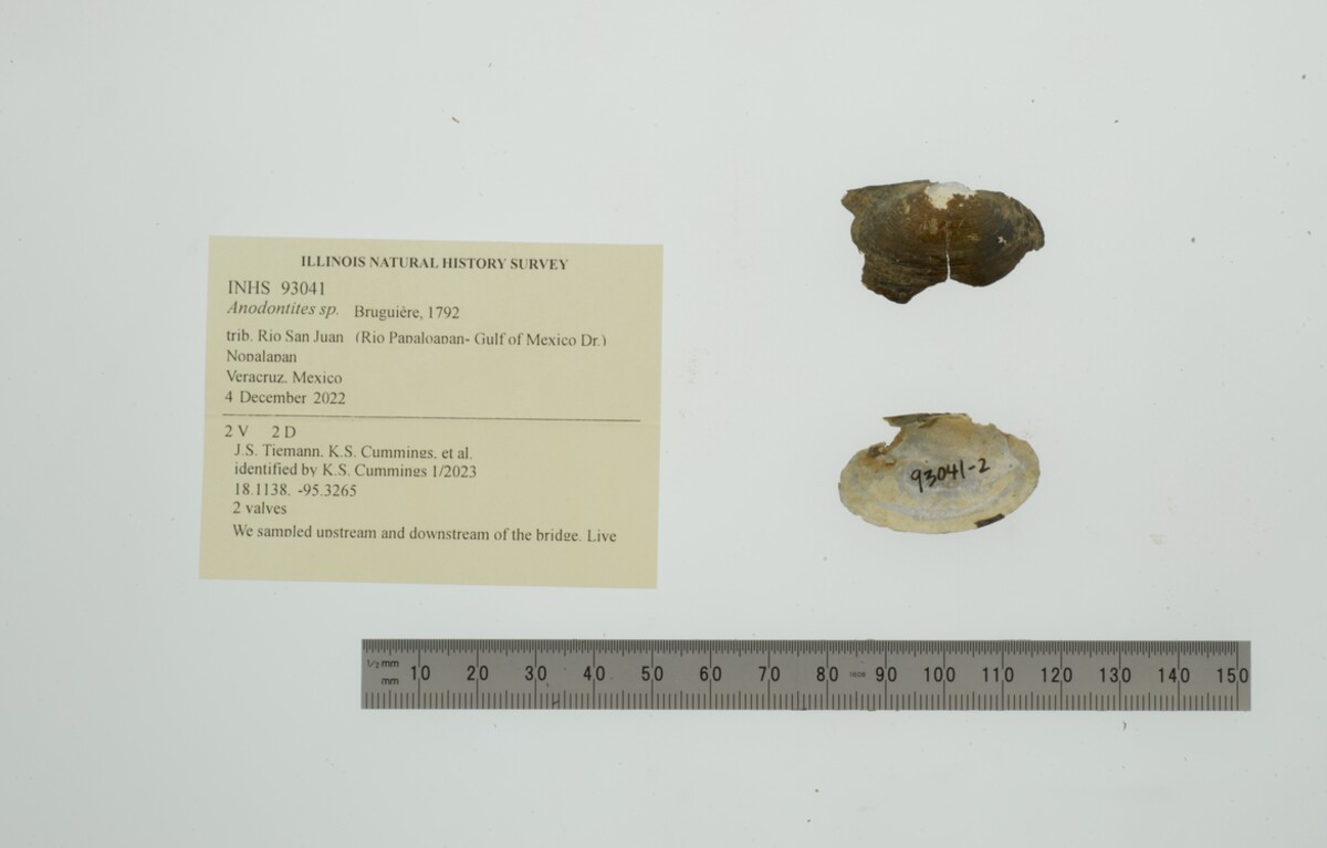 Anodontites cylindracea image