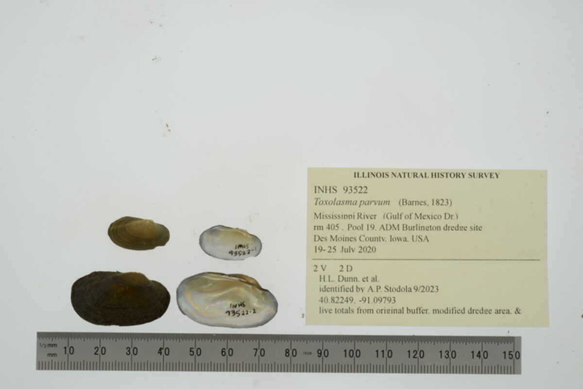 Toxolasma parvum image